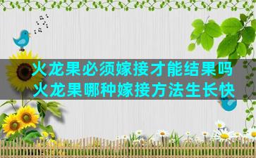 火龙果必须嫁接才能结果吗 火龙果哪种嫁接方法生长快